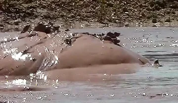 Deep, Creamy Brown Mud Bath in a Sand Pit