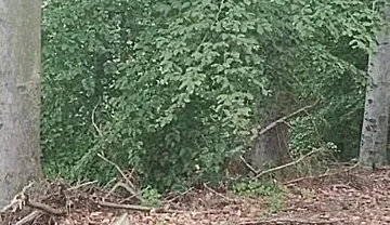 Forest Exhibition: a Banished Bird in a Beech Forest