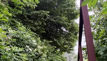 Netherland Guy Dared Strips and Walks Naked in the Park Candid