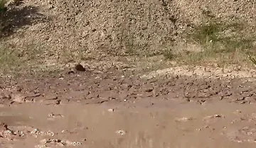 A Great Mud Adventure