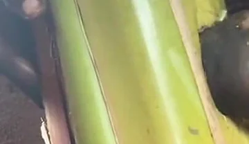 Best Plantain Tree Fucking Cumin Amateur