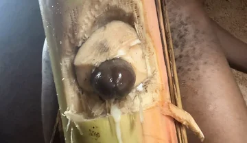 Best Plantain Tree Fucking Cumin Amateur