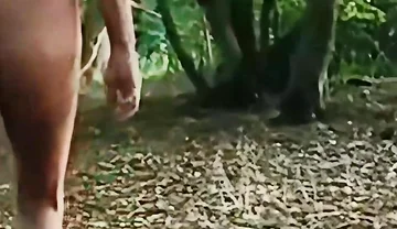 Field Woodland Stroll