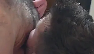 Group of Bears