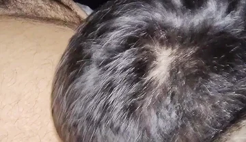 Suck My Fat Pig's Dick