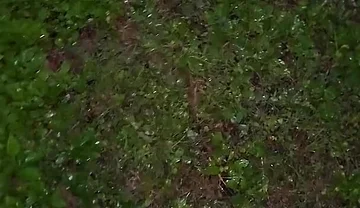 Almost Caught in a Park