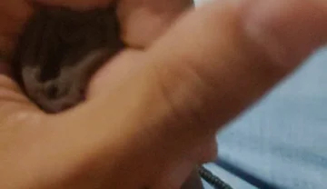 Cumming Loads From First POV