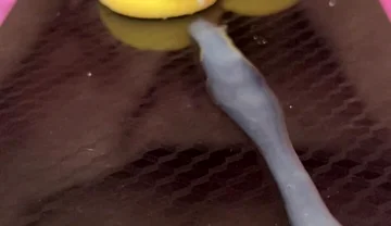 Does Anyone Not Like Sperm Cookies?