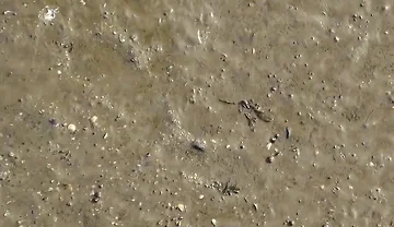 Short Test in the Mudflats on the Beach of Horumersiel