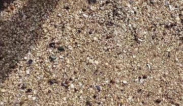 Short Test in the Mudflats on the Beach of Horumersiel