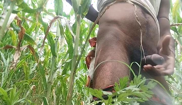 Big Black Hawking in the Cornfield