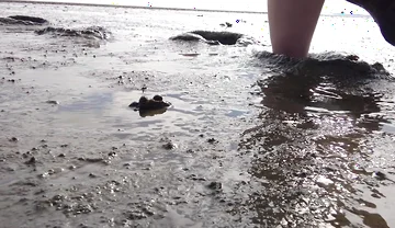 In Fine Stockings in the Wadden Sea of Wangerland