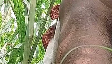 Big Black Hawking in the Cornfield