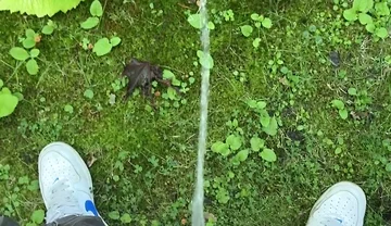 Golden Stream: Peeing in Paradise