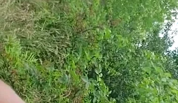 Release in the Park