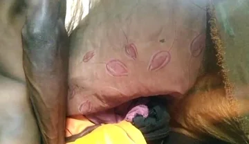 Boy Fuck Free Pussy and Cum Very Good