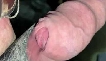 Close up Uncut Handsfree Cumshot After Hose Suction