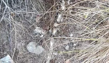 Risky Piss, I Had to Urinate in a Field Behind Some Flats Because My Cock Needed to Pee.