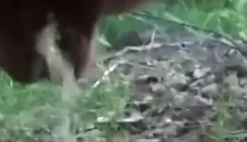 Want Me to Teabag You While I Piss?