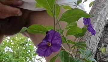 Watch Me Jerking off Outdoors While Hiding Behind a Tree